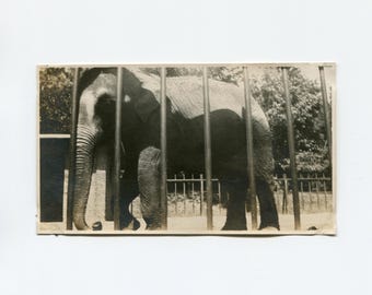 Elephant, antique snapshot photo
