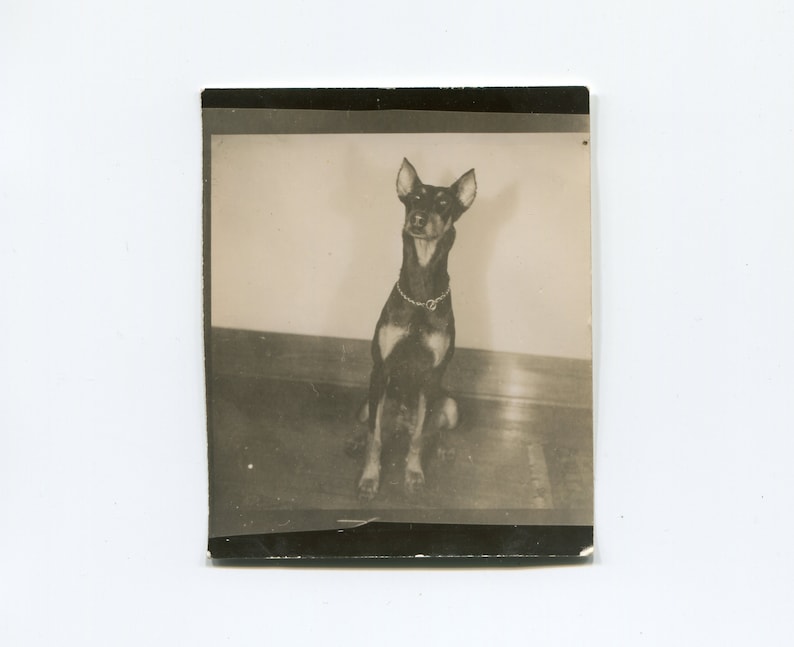 vintage snapshot photo Good boy