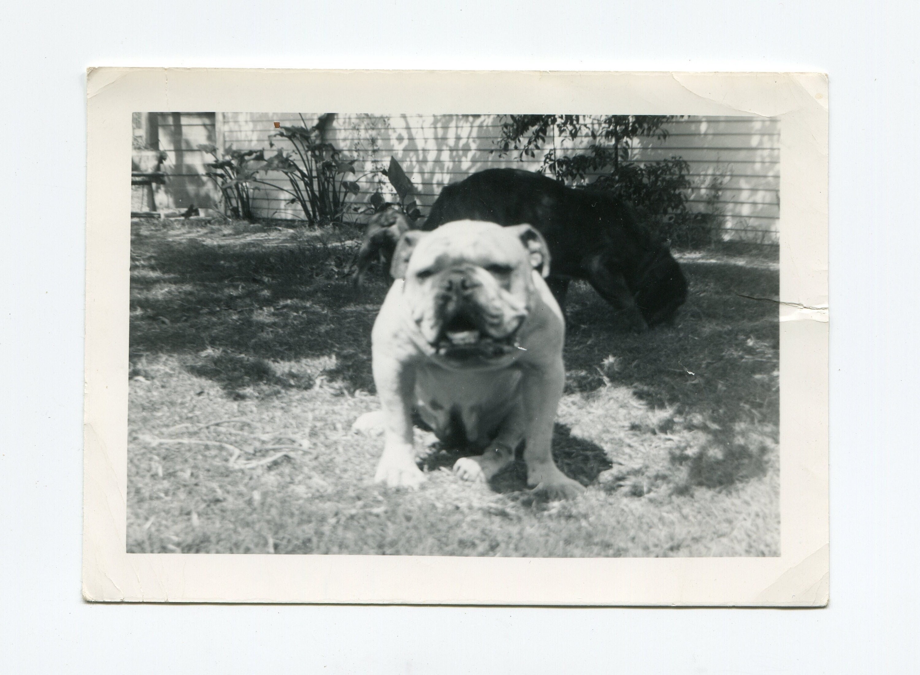Antique Photo French Bulldog - Etsy