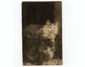 Aunt Lydia&#39;s long hair, antique rppc photo