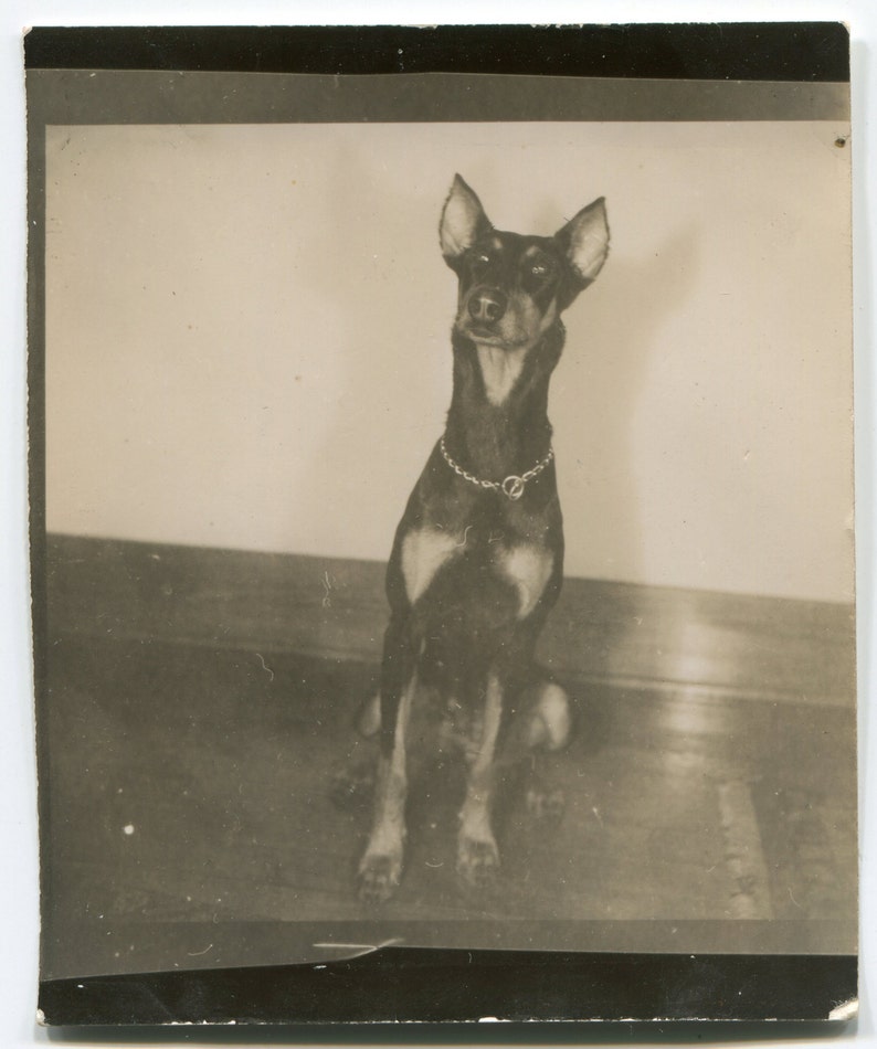 vintage snapshot photo Good boy