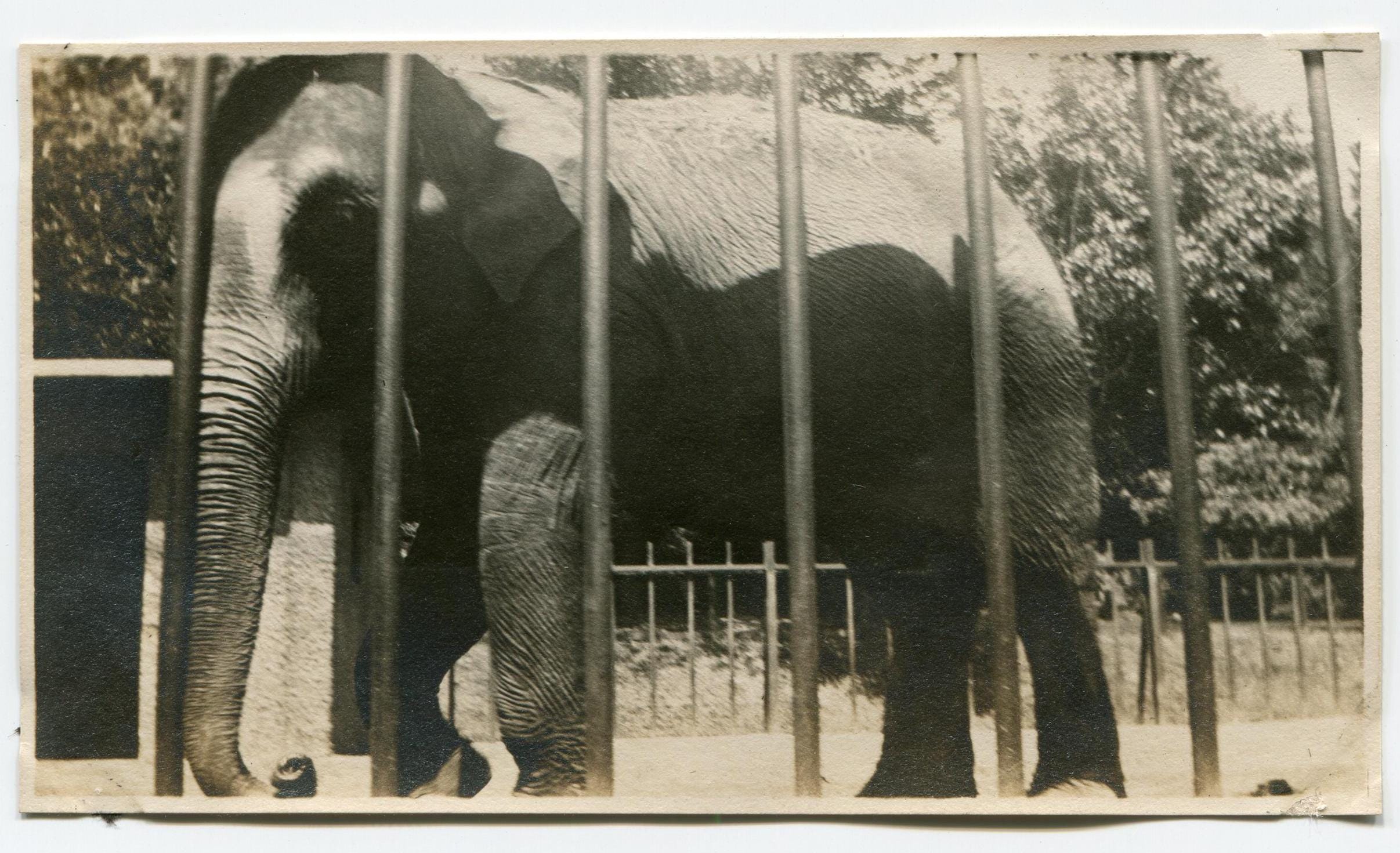 Elephant, Antique Snapshot Photo - Etsy