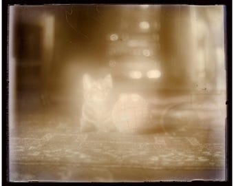 Kitten with ball, antique glass plate negative