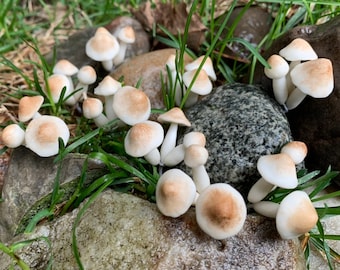 3 Sets of Miniatures Clay Tiny Mushroom Cute Hand Painted (9 single mushrooms)