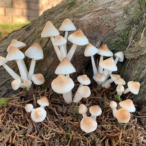 1 Set Of 7 Mushrooms Various Sizes Handmade Realistic Cute Hand Painted Clay Art /Mushrooms only (7 Single Mushrooms)