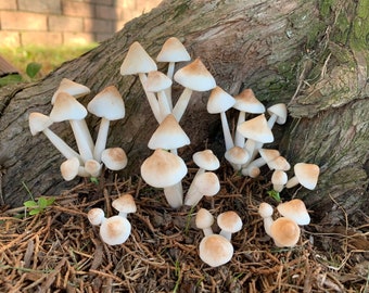 1 Set Of 7 Mushrooms Various Sizes Handmade Realistic Cute Hand Painted Clay Art /Mushrooms only (7 Single Mushrooms)