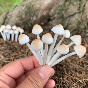 May include: A bunch of small, white mushrooms with brown caps are held in a hand. The mushrooms have thin, white stems.