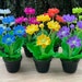 see more listings in the Mini Flowers section