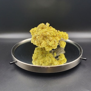 Könnte beinhalten: Getrocknete gelbe Blumen auf einem silbernen Tablett mit einer verspiegelten Oberfläche.