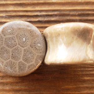 May include: Two round, beige-colored ear gauges. One gauge has a natural, fossilized coral pattern. The other gauge is smooth and polished.