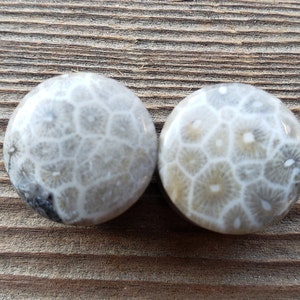 Pair of CORAL FOSSIL Plugs Gauges Body Jewelry Double Flared - Pick Size