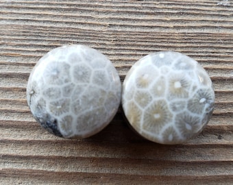 Pair of CORAL FOSSIL Plugs Gauges Body Jewelry Double Flared - Pick Size
