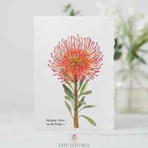 Roter Nadelkissen-Protea, Büttenrand-Aquarell-Grußkarten, südafrikanische wilde Blumen, Muttertag, Grußkarten, leere Mitteilungskarten