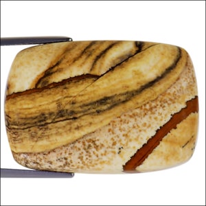 Puede incluir: Un cabujón de ágata pulido, liso, de color marrón claro, beige y naranja con un patrón de remolino.