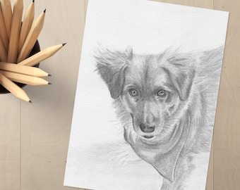 Australian Shepherd Drawing - Australian Shepherd - Dog Drawing - Dog Art - Dog Decor - Pet Decor - Dog Pencil Drawing - Dog Lover Gift