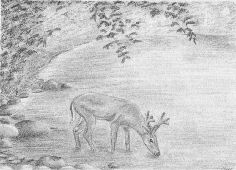 Deer Drawing Pencil Drawing Deer Original Drawing Deer Art Deer Decor Hunting Decor Wildlife Art Deer Nursery Art image 3