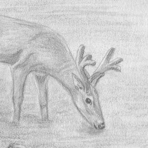 Deer Drawing Pencil Drawing Deer Original Drawing Deer Art Deer Decor Hunting Decor Wildlife Art Deer Nursery Art image 4