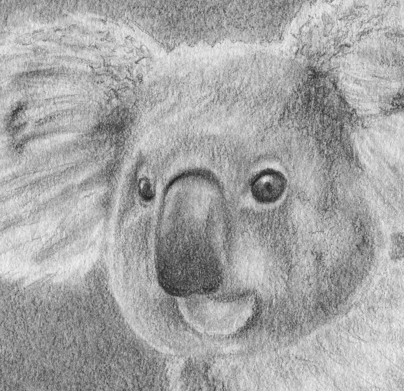 Lista 18+ Foto dibujos de koalas a lapiz Actualizar