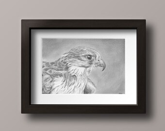 Falcon Print - Hawk Print - Bird of Prey Print - Bird Print - Bird Art - Bird Drawing Print - Falcon - Hawk - Hawk Decor - Falcon Decor