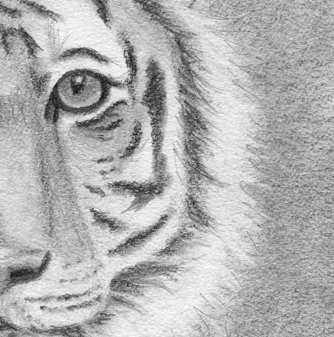 Tiger Drawing Print Tiger Print Bengal Tiger Tiger Art - Etsy