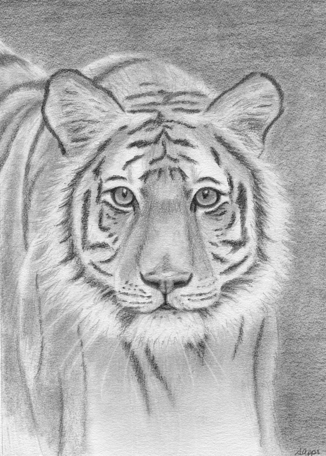 Tiger Drawing Print Tiger Print Bengal Tiger Tiger Art Etsy