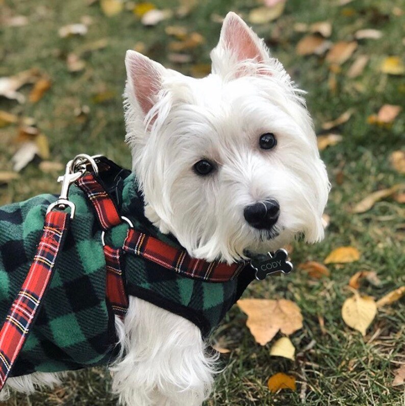Red Scottish Tartan Plaid Dog Collar Harness or Leash With Etsy