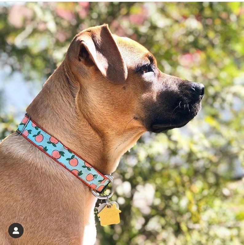 Peaches Dog Collar Harness or Leash With Personalized Metal Etsy Hong