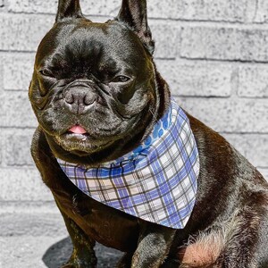 Puede incluir: Un bulldog franc&eacute;s negro con un pa&ntilde;uelo a cuadros azul y blanco. El perro est&aacute; sentado y mirando directamente a la c&aacute;mara. El fondo es una pared de ladrillos gris.