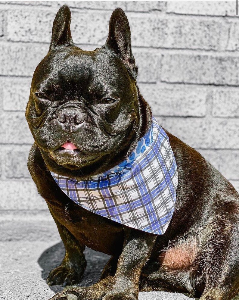 Puede incluir: Un bulldog franc&eacute;s negro con un pa&ntilde;uelo a cuadros azul y blanco. El perro est&aacute; sentado y mirando directamente a la c&aacute;mara. El fondo es una pared de ladrillos gris.