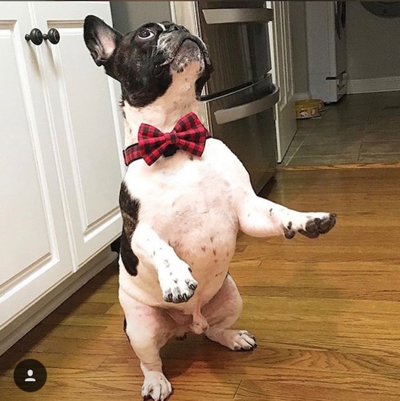 Red Buffalo Plaid Bow Tie Dog Bow Tie Christmas Bow Tie Bow Tie