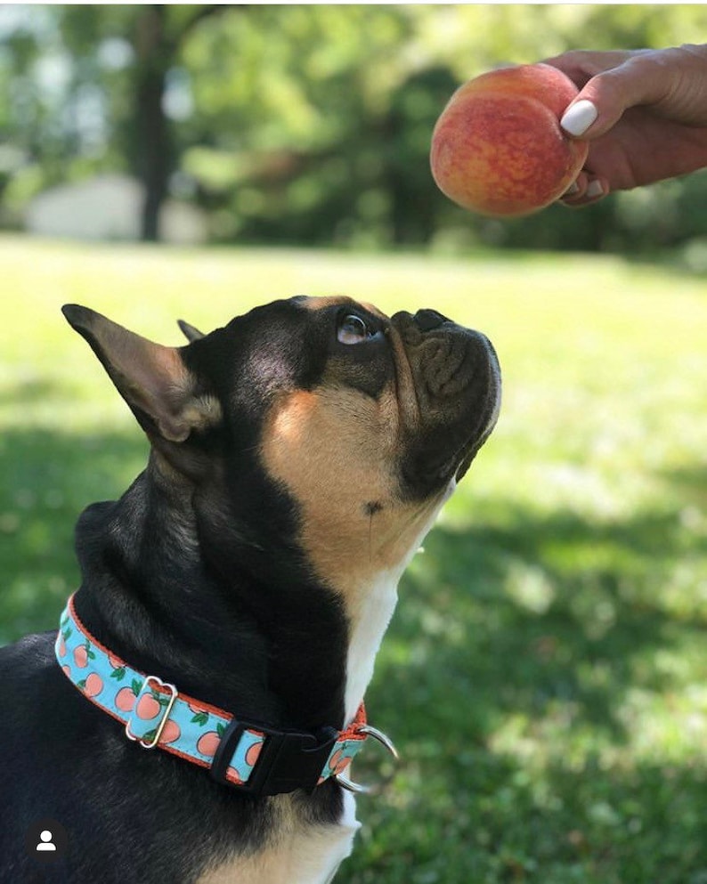 Peaches Dog Collar Harness or Leash With Personalized Metal Etsy