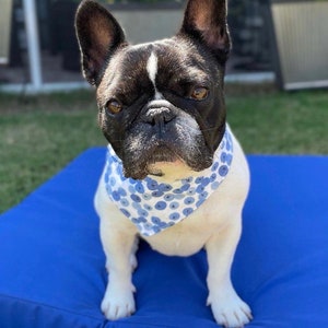 Puede incluir: Un bulldog franc&eacute;s blanco y negro con un pa&ntilde;uelo con estampado azul y blanco, sentado sobre un coj&iacute;n azul. El perro tiene ojos marrones y mira directamente a la c&aacute;mara. El fondo incluye vegetaci&oacute;n y un edificio.