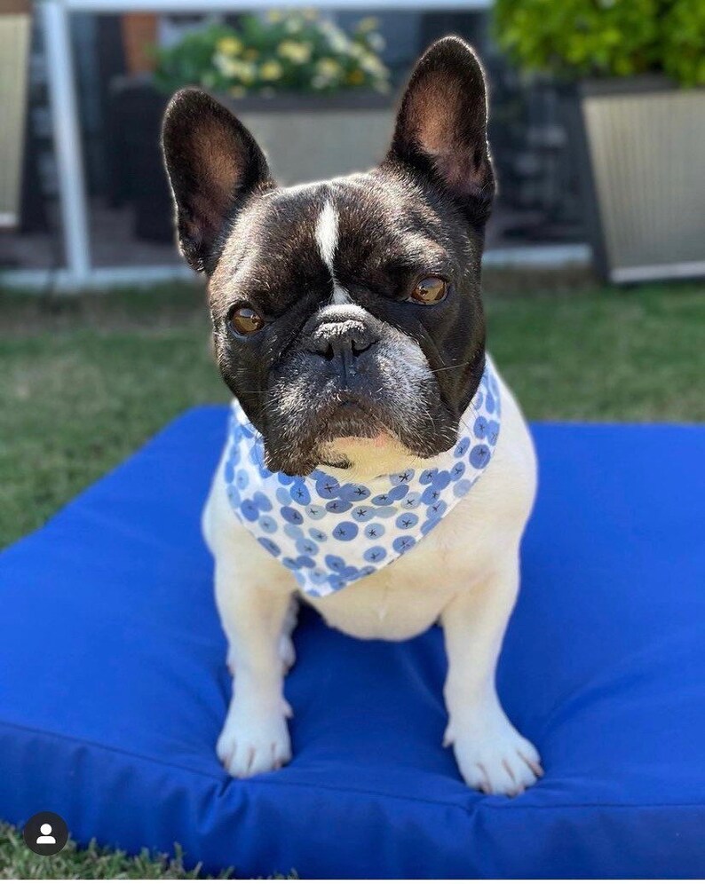 Puede incluir: Un bulldog franc&eacute;s blanco y negro con un pa&ntilde;uelo con estampado azul y blanco, sentado sobre un coj&iacute;n azul. El perro tiene ojos marrones y mira directamente a la c&aacute;mara. El fondo incluye vegetaci&oacute;n y un edificio.