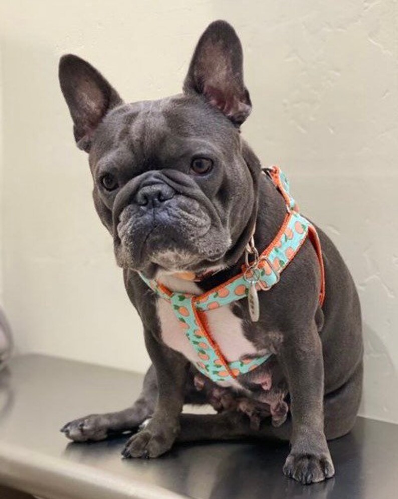 Peaches Dog Collar Harness or Leash With Personalized Metal Etsy