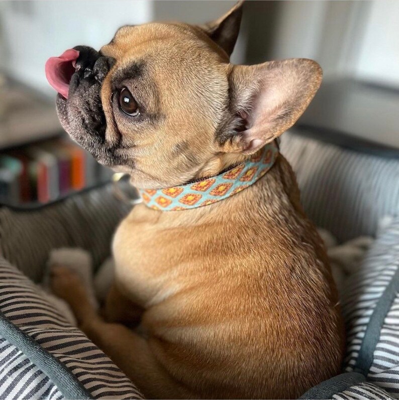 Waffles Dog Collar Leash or Harness With Personalized Buckle Etsy