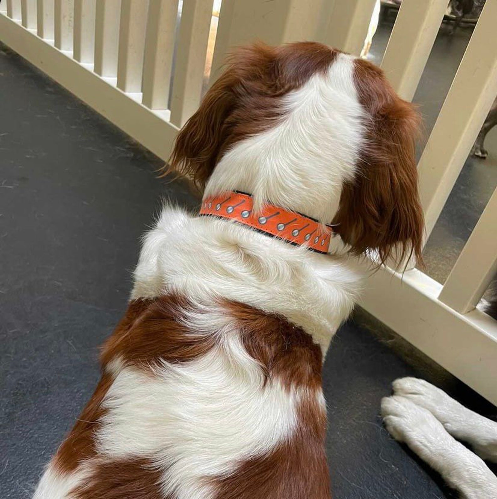 Banjo Dog Collar Harness or Leash With Personalized Engraved Etsy