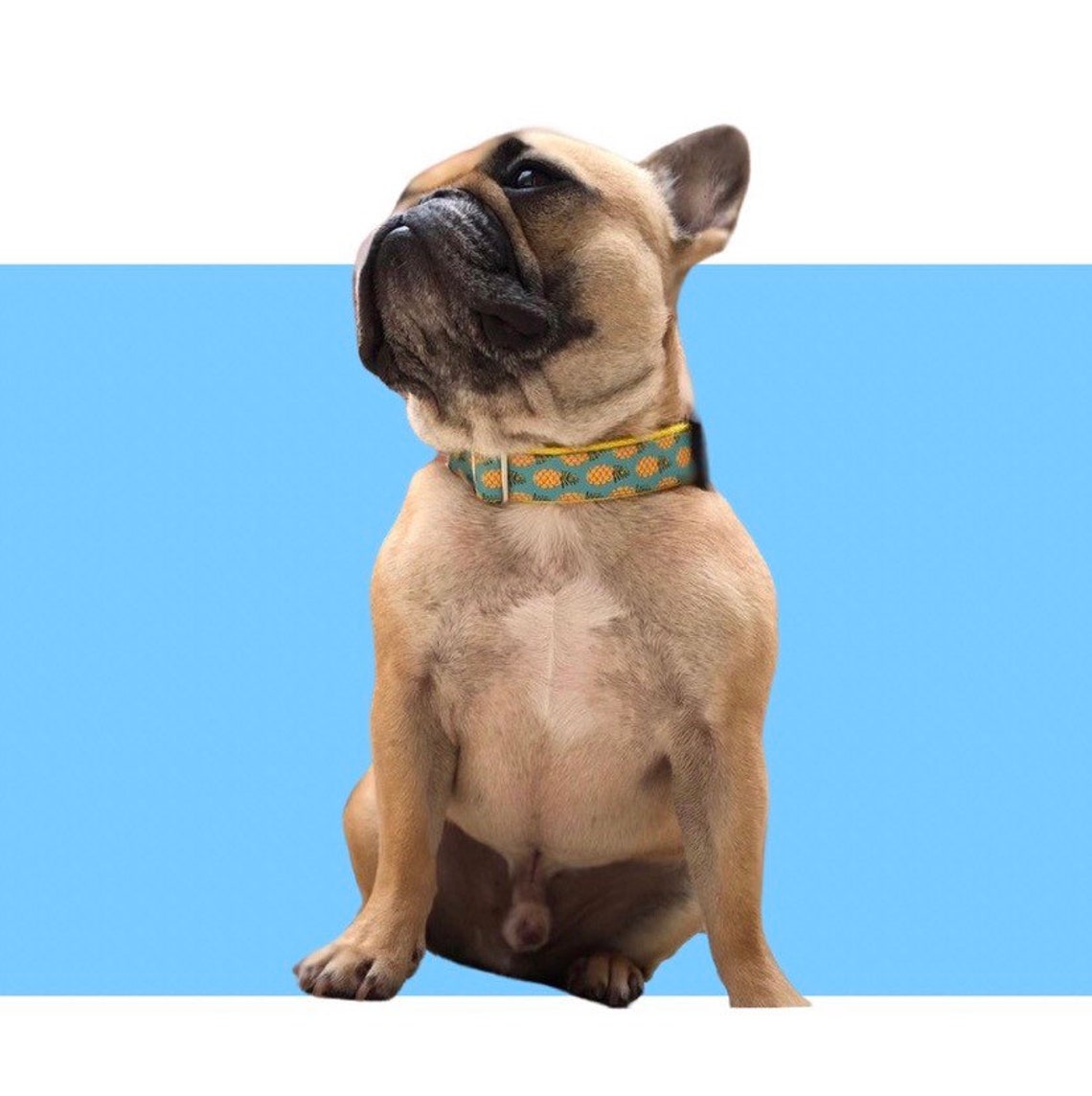 Pineapple Dog Collar Leash or Harness With Personalized Metal Etsy