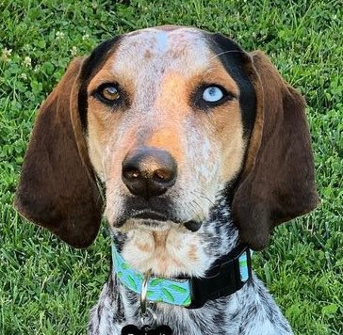 Pickle Dog Collar Harness or Leash with Personalized Metal Etsy