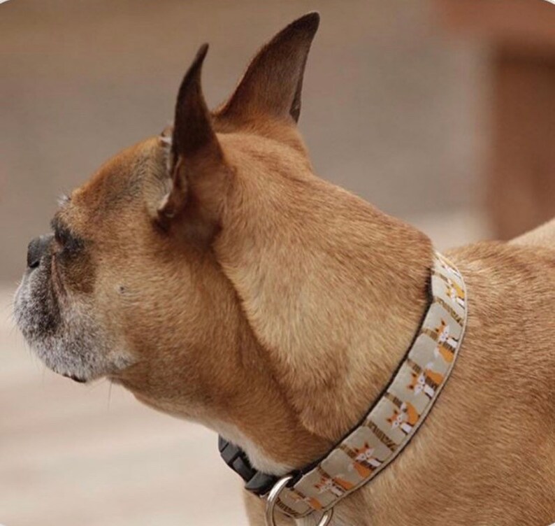 Cute Fox Dog Collar Personalized Dog Collar Fox Harness & Etsy