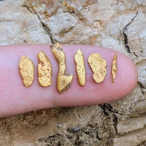 Natural Gold Nuggets - California Placer Gold - Raw Gold Nuggets - Genuine Gold Mineral Specimens - Precious Metal 2.64 grams (N2281)