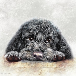 May include: Watercolour painting of a black dog with curly fur, brown eyes, and a pink nose. The dog is resting its head on a surface, with its paws visible. The artwork is signed "Field and Fur 2023".