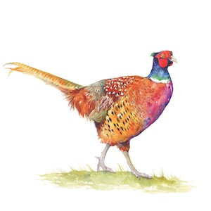 Op de afbeelding: Waterverfschilderij van een fazant in tinten oranje, rood en paars. De vogel is in profiel afgebeeld, lopend op een stuk groen gras. De fazant heeft een lange staart en een rode kop.