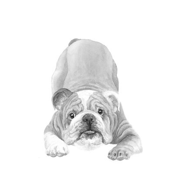 Bulldog greetings card,  recycled card and envelope