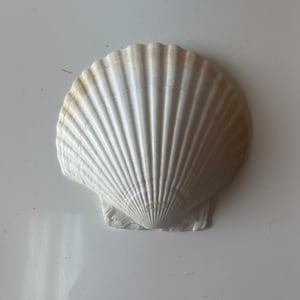 以下が含まれることがあります： 白い貝殻で、肋骨のような模様があります。貝殻は閉じられており、滑らかで丸みを帯びた形をしています。