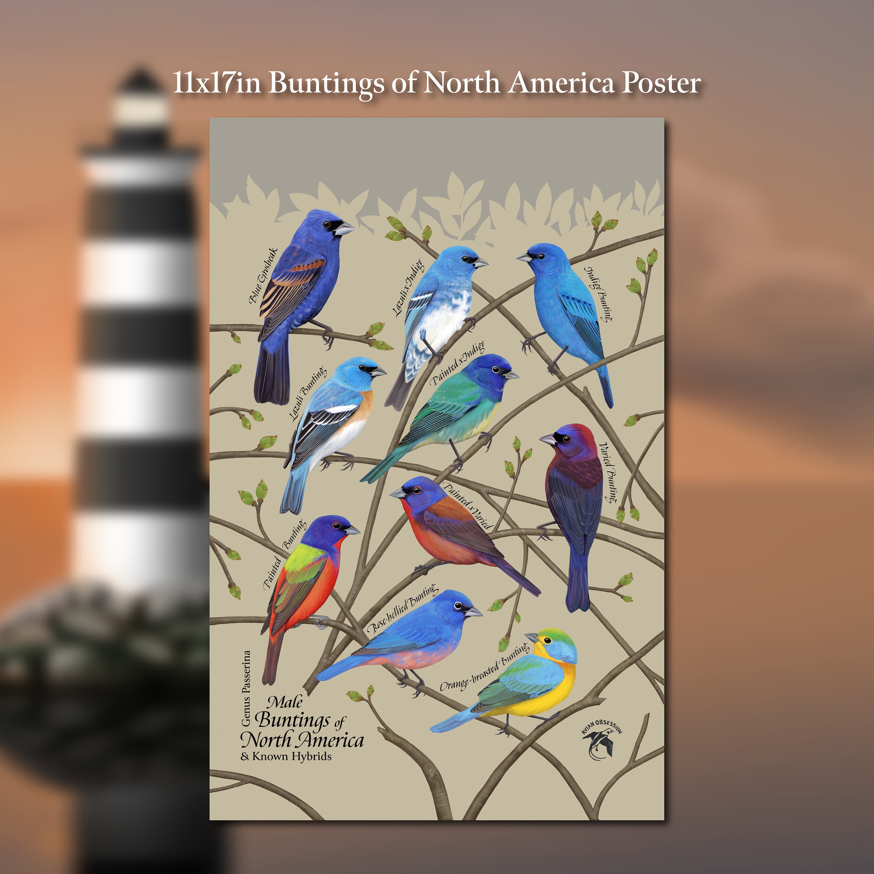 Buntings of North America (genus Passerina) 11x17 Poster - Etsy