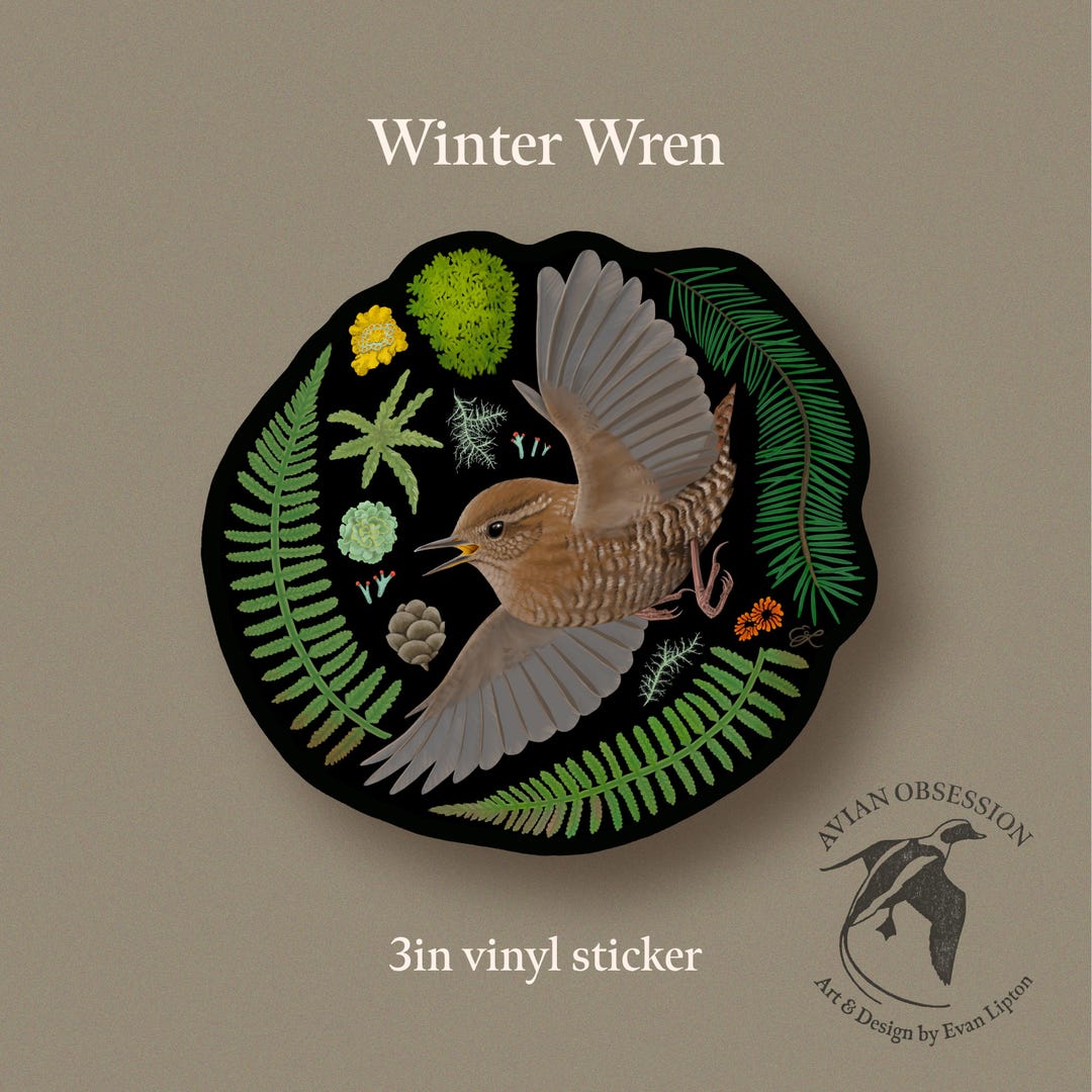 Wren Sticker Winter Wren 3in Vinyl Sticker - Etsy
