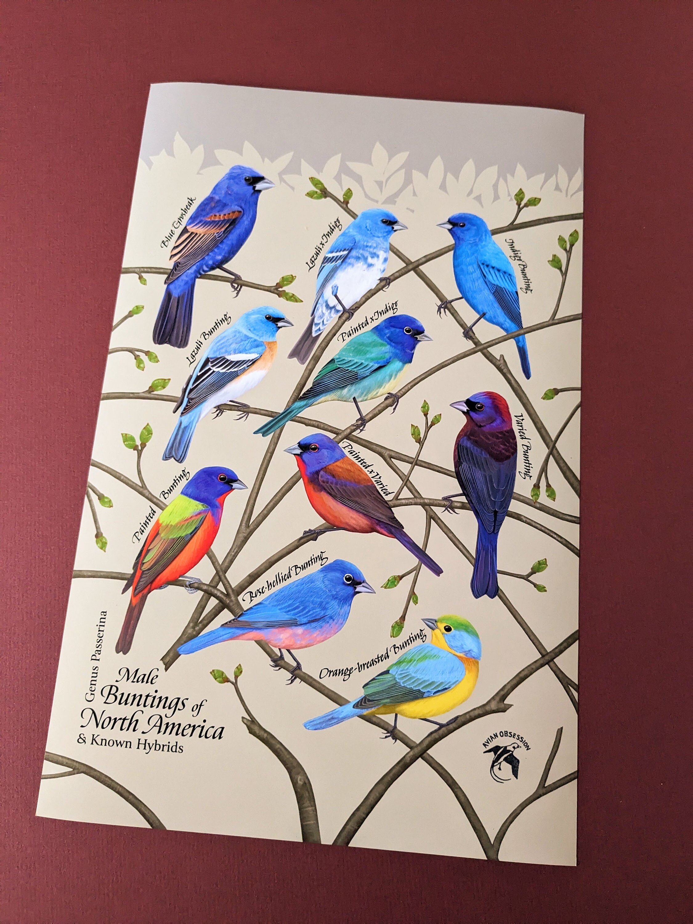 Buntings of North America (genus Passerina) 11x17 Poster - Etsy
