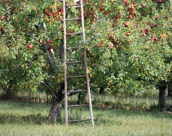 Apple Harvest - Photograph