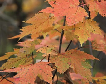 Fall Leaves Photograph