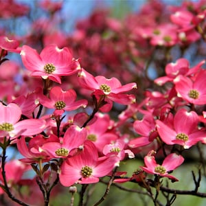 Pink Dogwood Blossoms Photograph